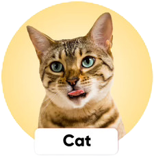 petcartel cat products
