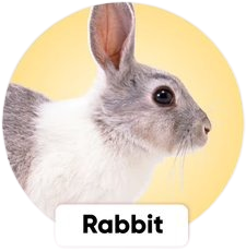 petcartel rabbit products