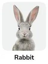 Rabbit